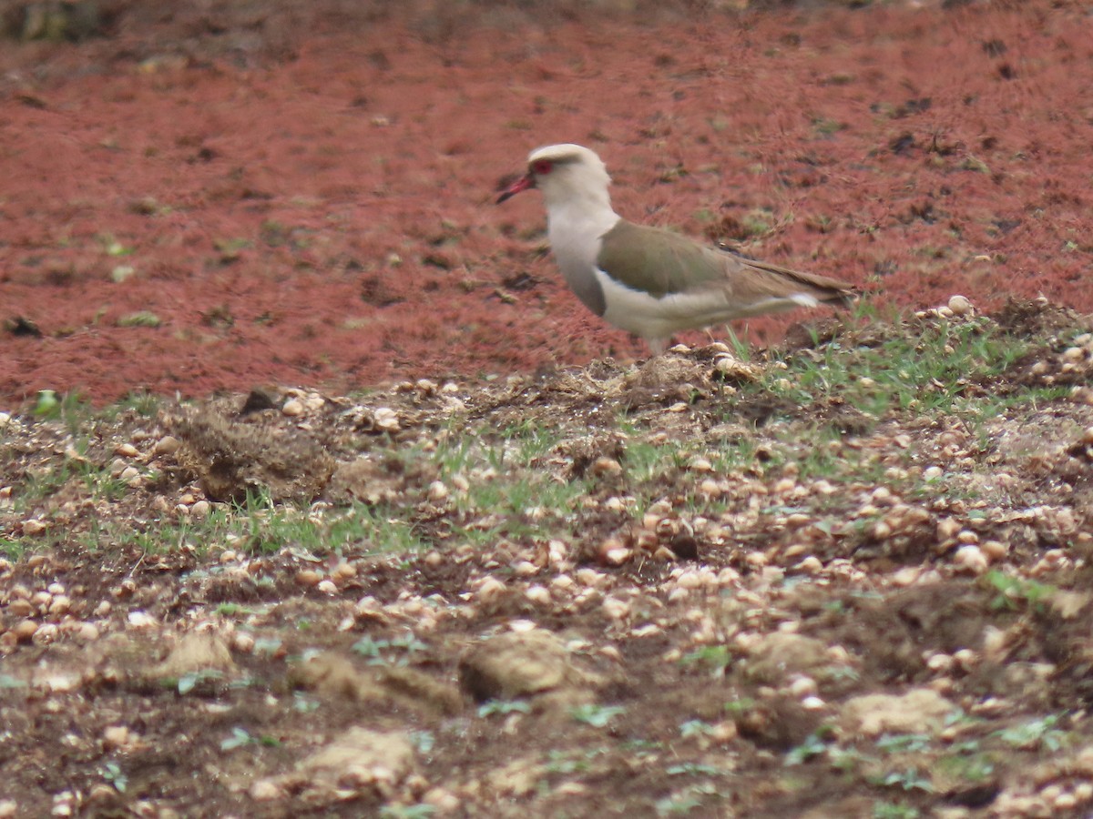 アンデスツメバゲリ - ML644120457