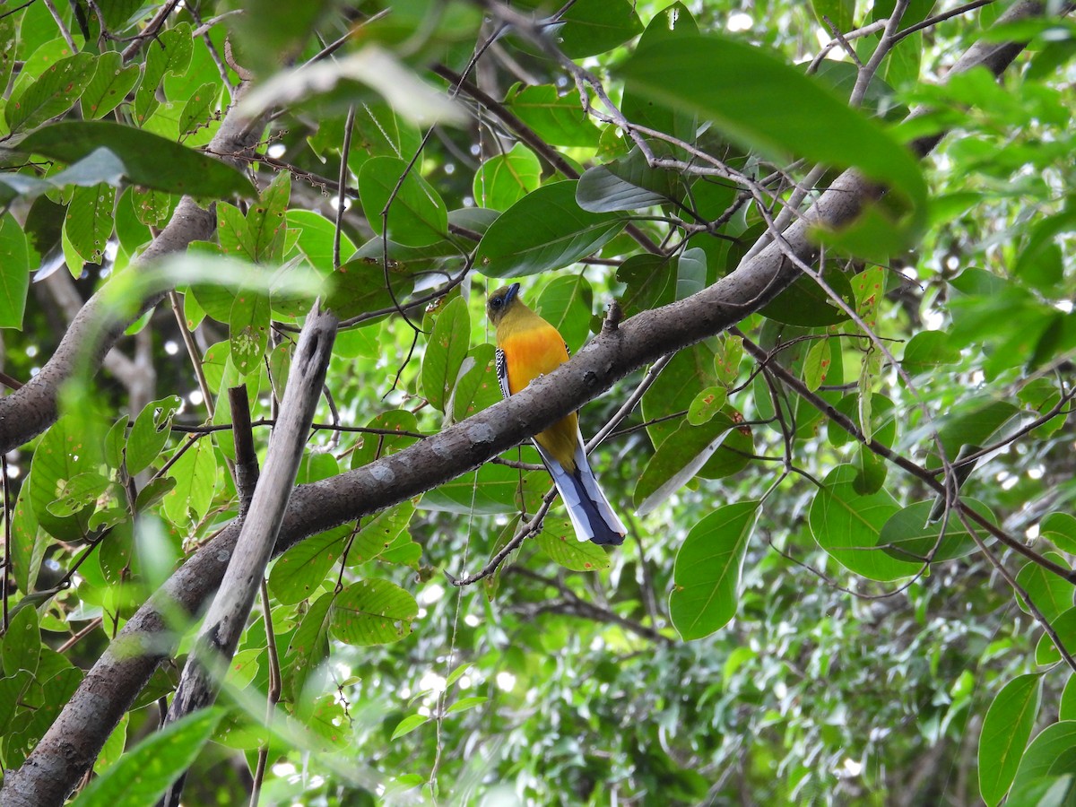 Orange-breasted Trogon - ML644120458