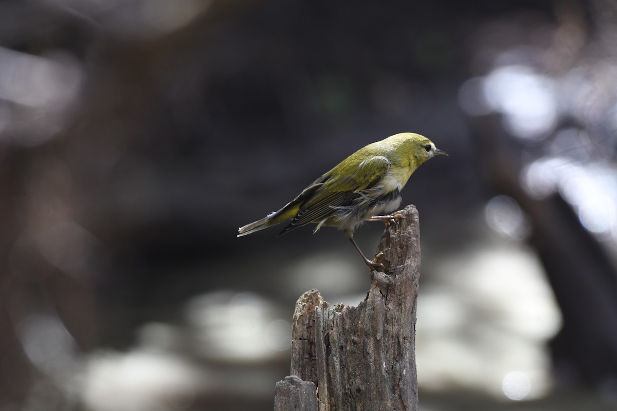 lesňáček olivový - ML644120464