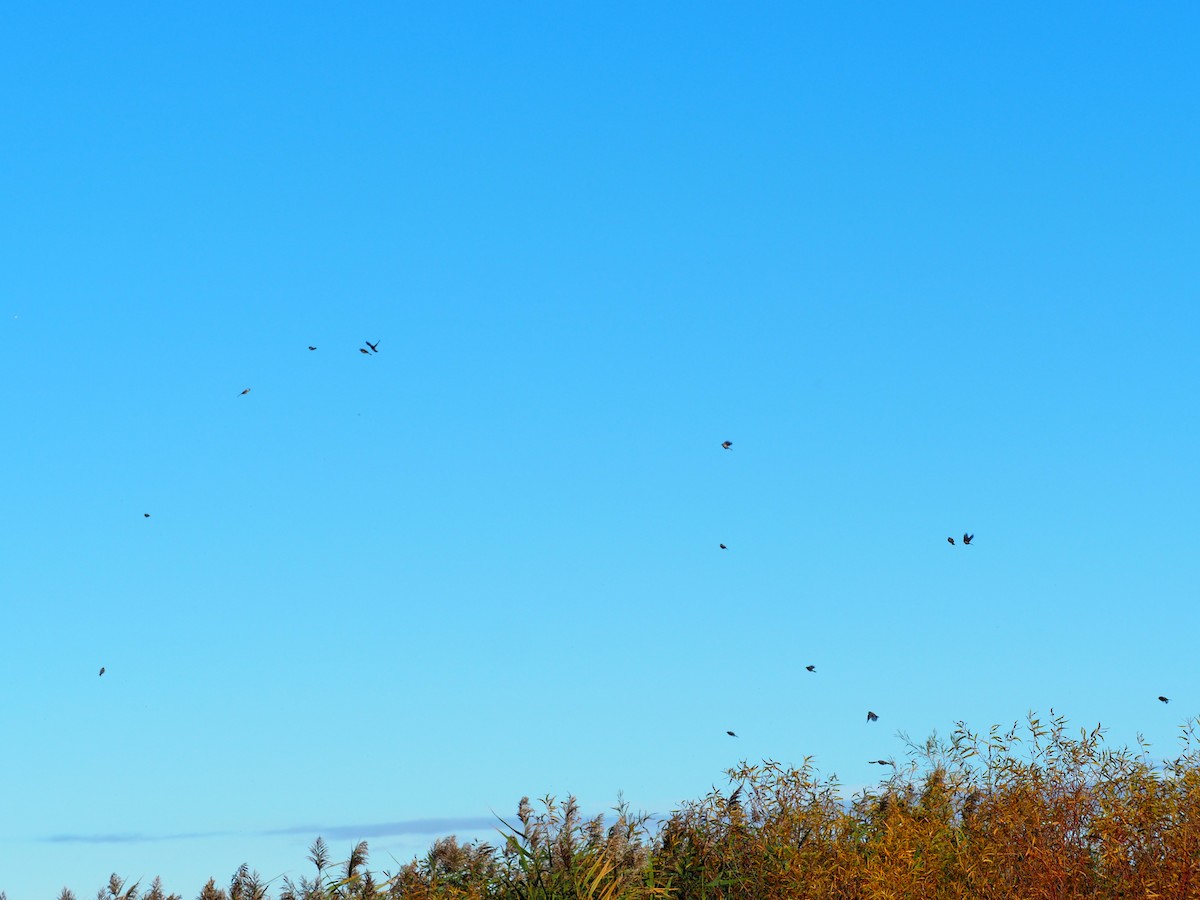 Black-capped Chickadee - ML644120473