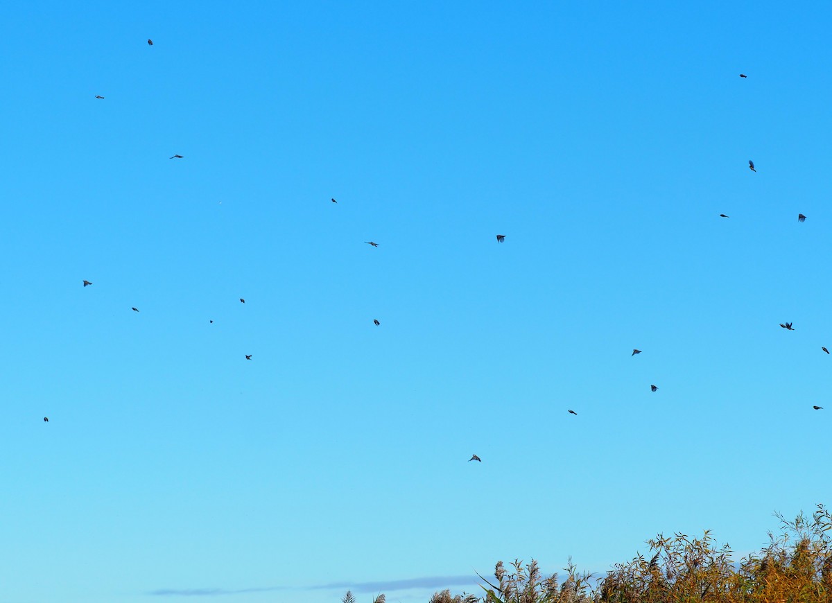 Black-capped Chickadee - ML644120475