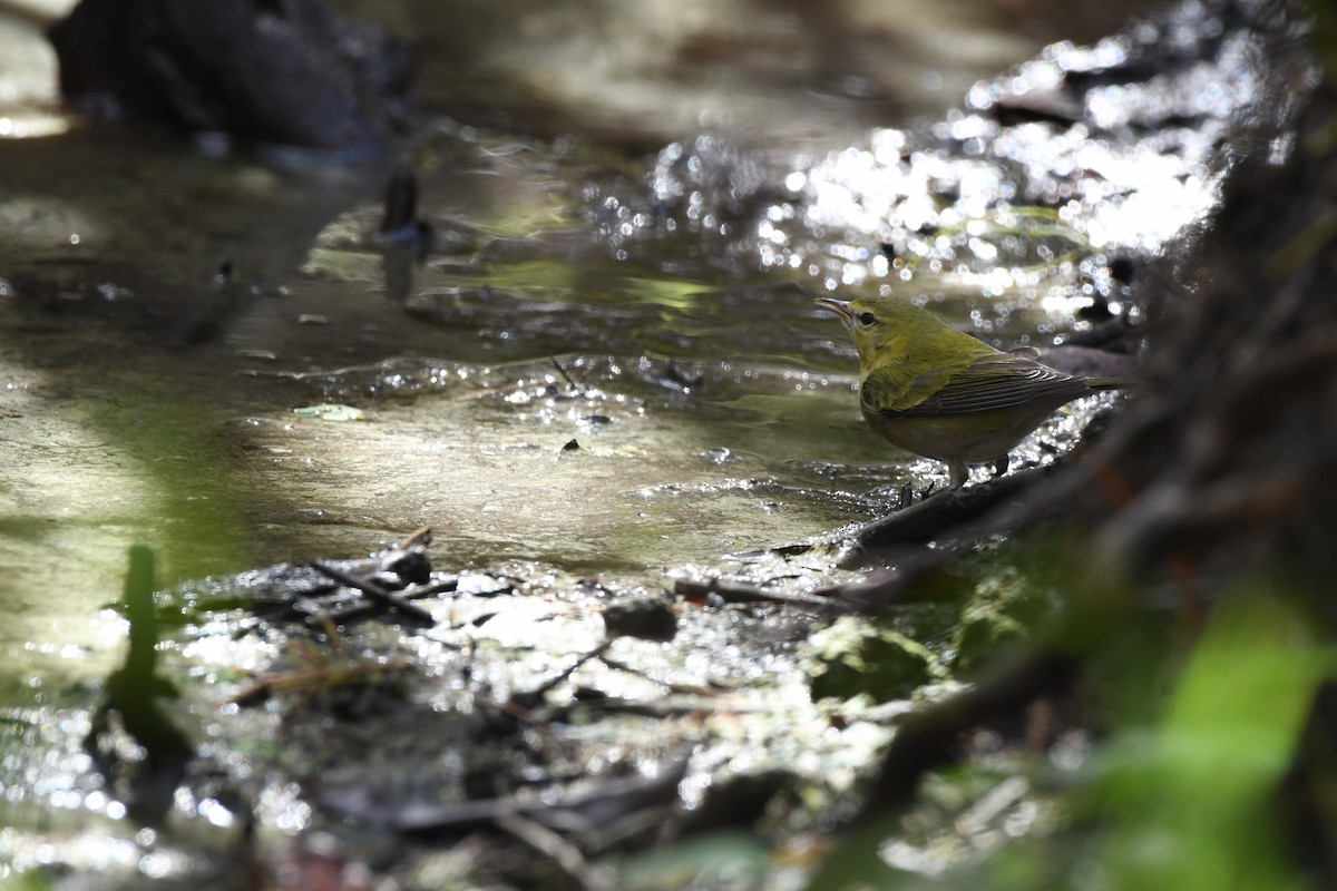 lesňáček olivový - ML644120476