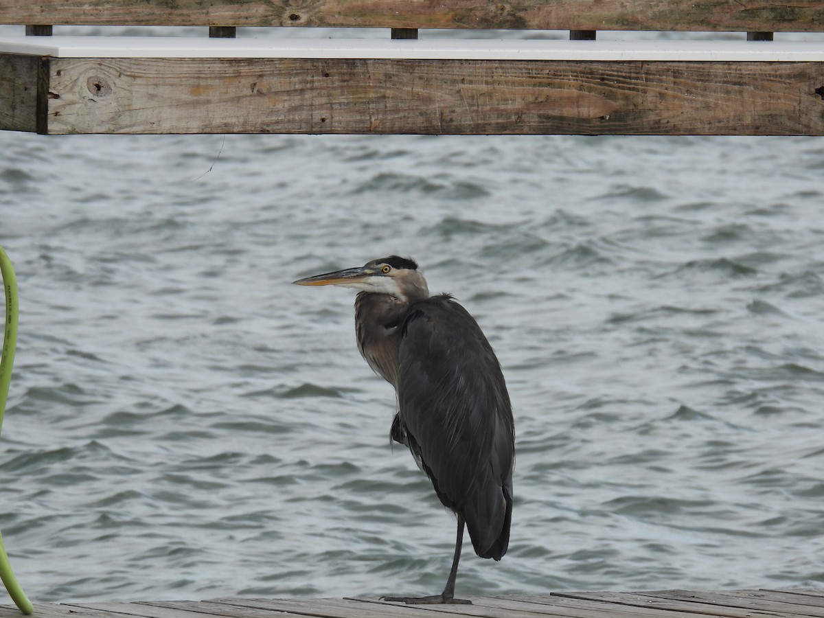 Great Blue Heron - ML644120477