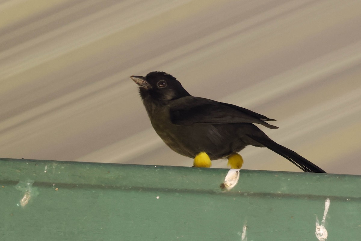 Заросляк коста-риканський - ML644120484