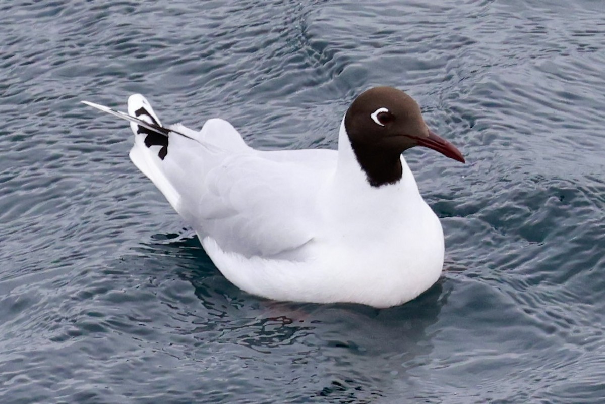 Brown-hooded Gull - ML644120490