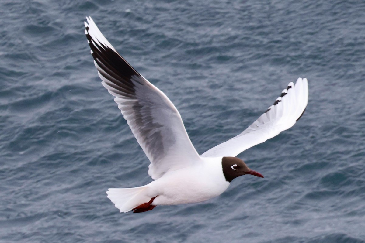 Brown-hooded Gull - ML644120491