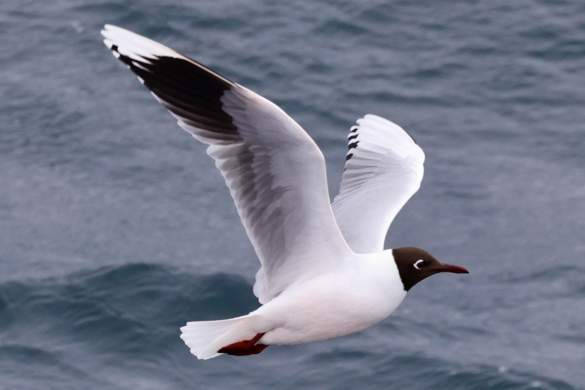 Brown-hooded Gull - ML644120492