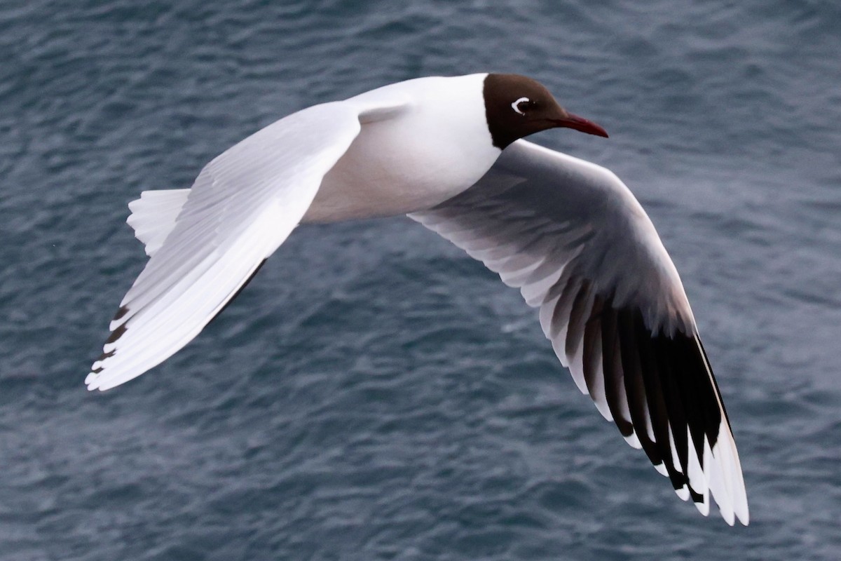 Brown-hooded Gull - ML644120493