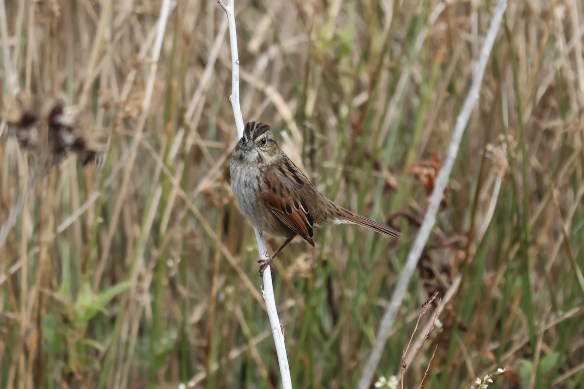 Swamp Sparrow - ML644120494