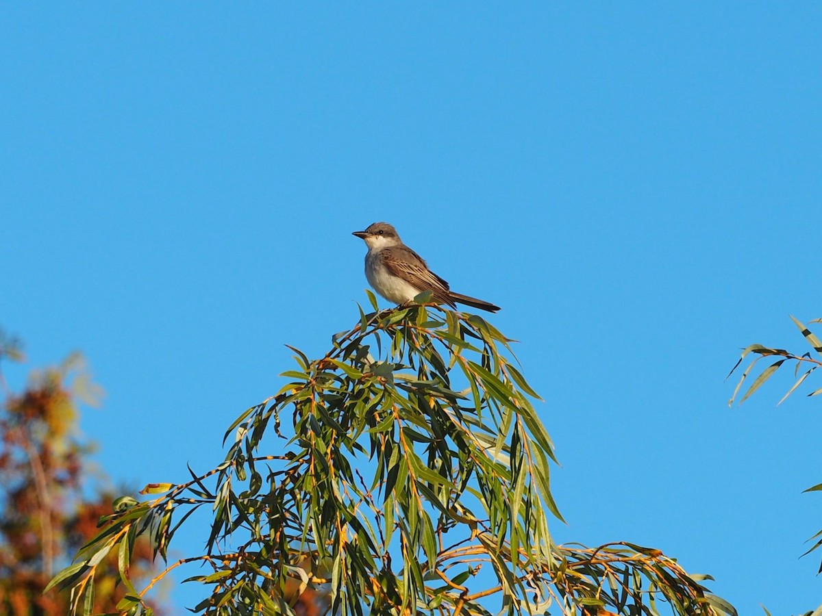 Gray Kingbird - ML644120521