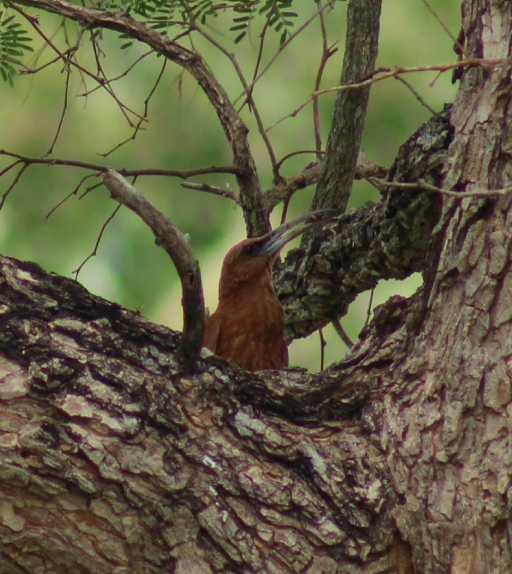 Great Rufous Woodcreeper - ML644120528