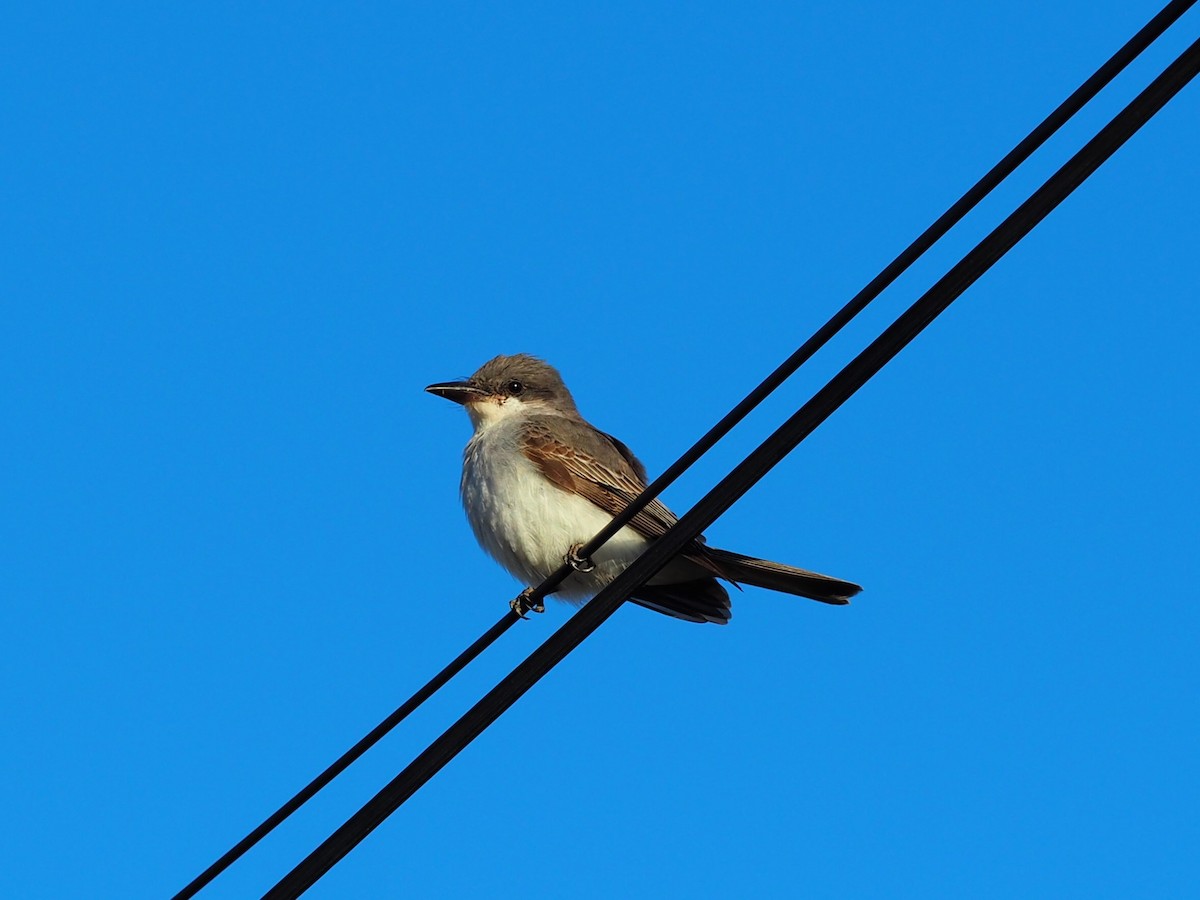 Gray Kingbird - ML644120533