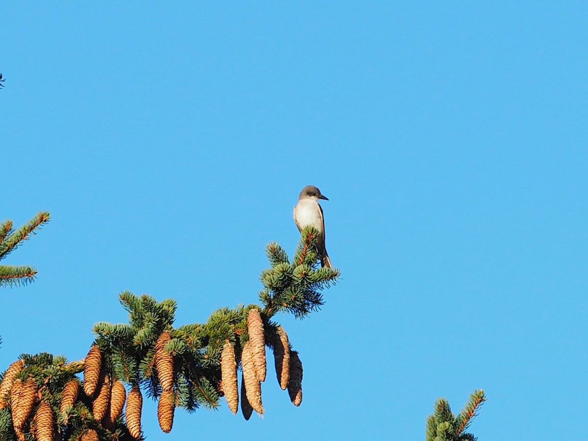 Gray Kingbird - ML644120537