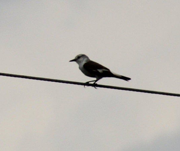 White-rumped Monjita - ML644120538