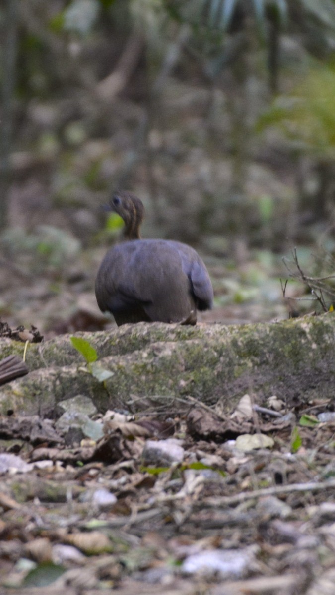 Solitary Tinamou - ML644120546