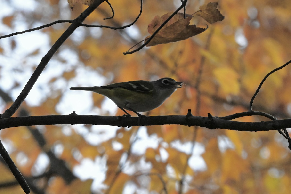 Blue-headed Vireo - ML644120547