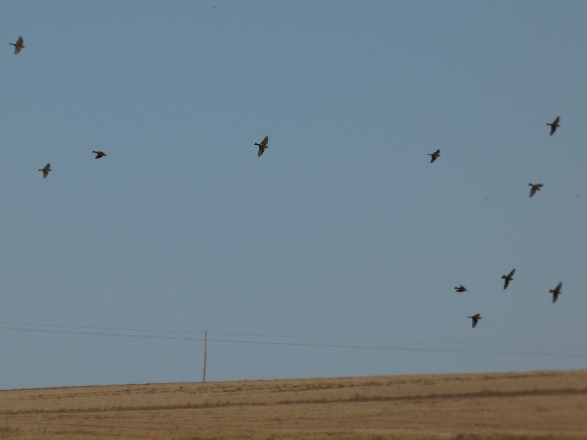 Lapland Longspur - ML644120548