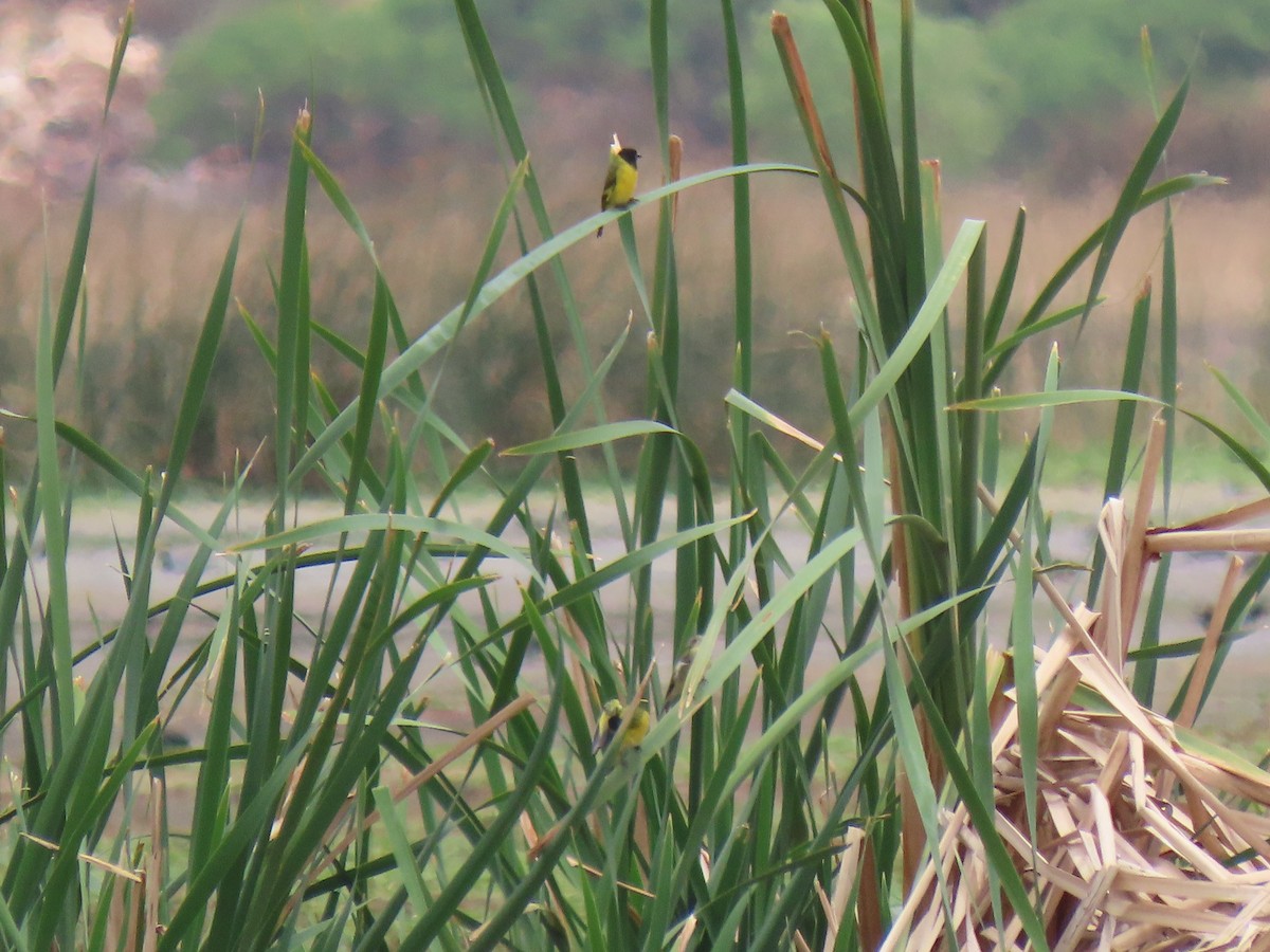 Hooded Siskin - ML644120551