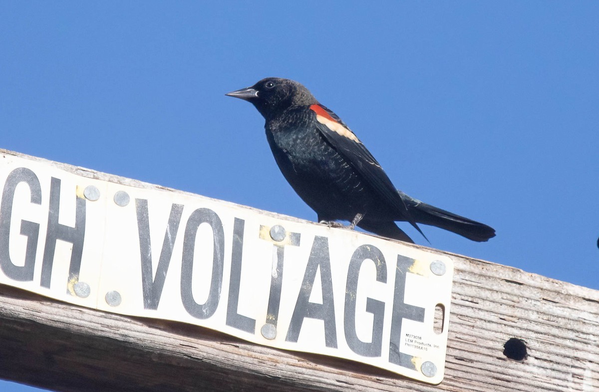 Tricolored Blackbird - ML644120555
