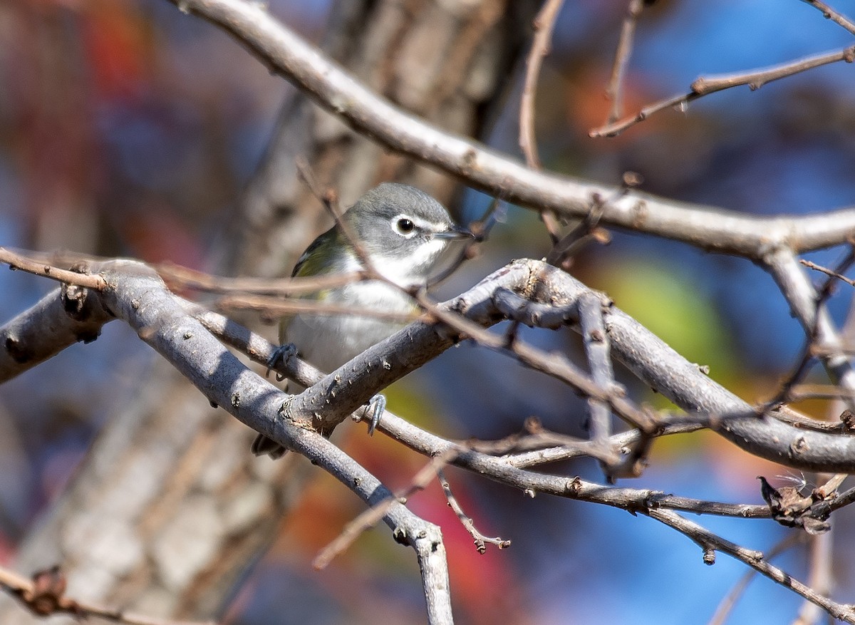 Blue-headed Vireo - ML644120563