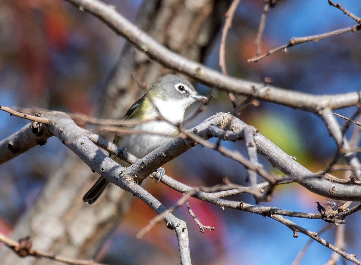 Blue-headed Vireo - ML644120564