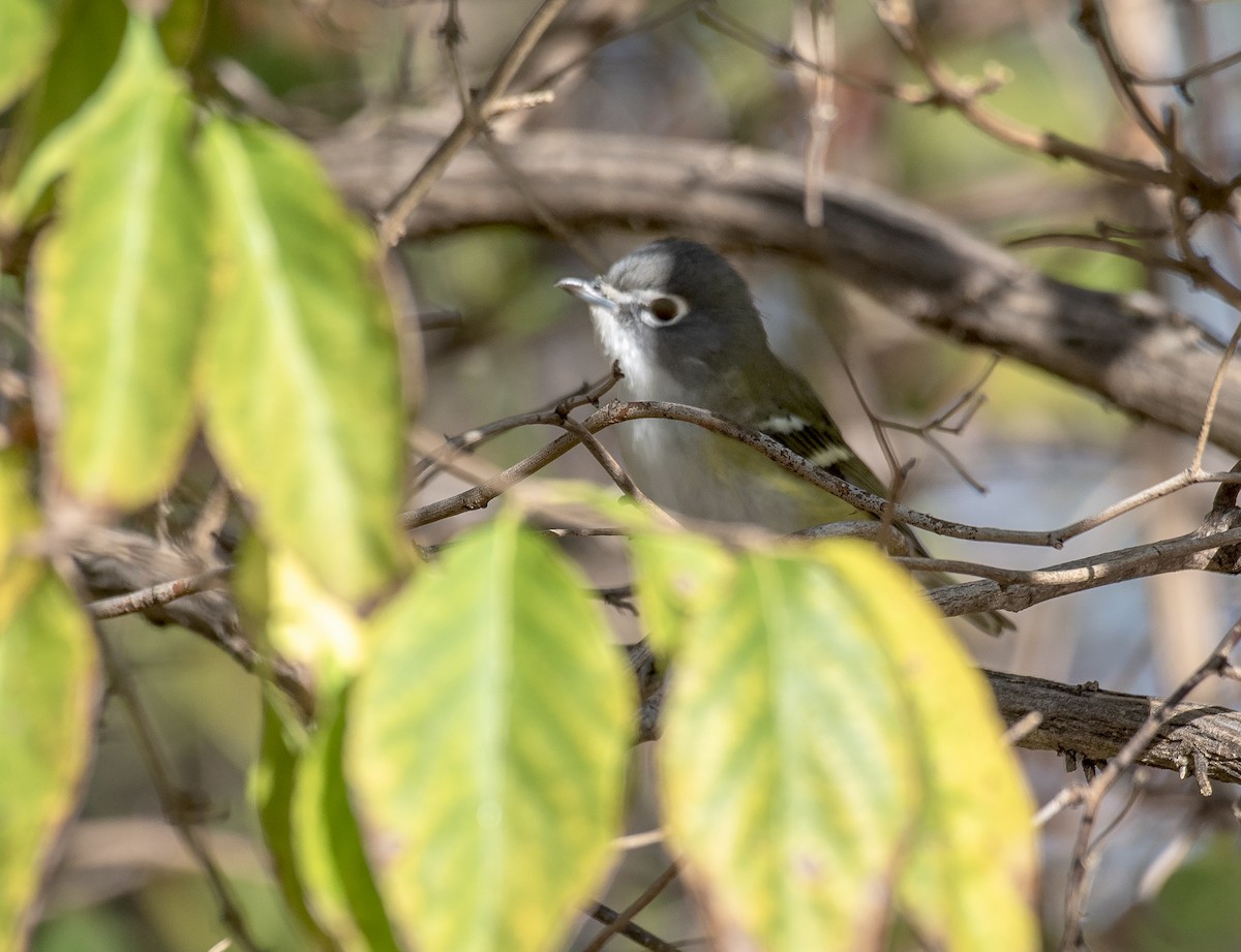 Blue-headed Vireo - ML644120565
