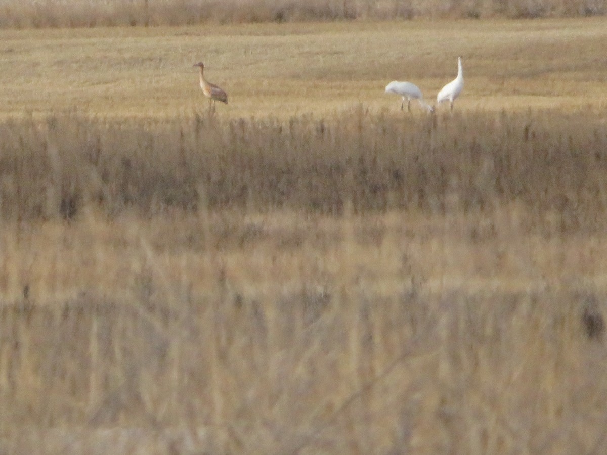 Kurrilo zuria - ML644120575