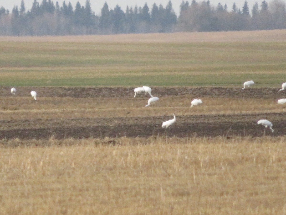 Kurrilo zuria - ML644120576