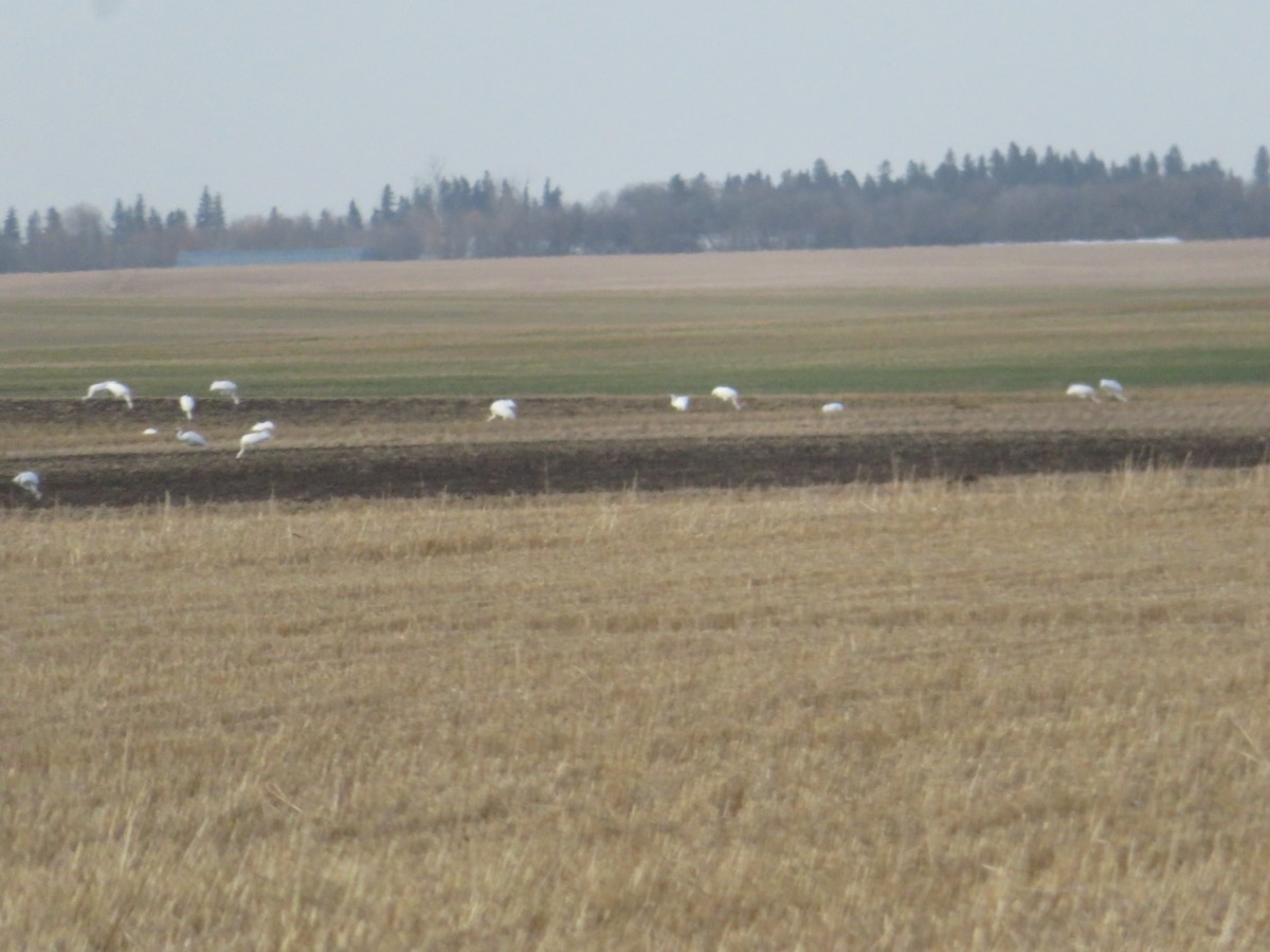 Kurrilo zuria - ML644120577