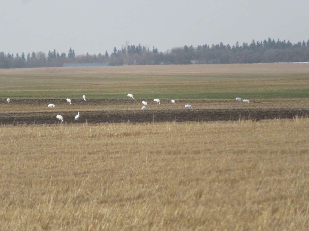 Kurrilo zuria - ML644120578