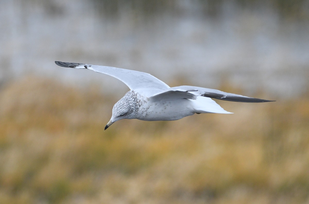 Ring-billed Gull - ML644120580