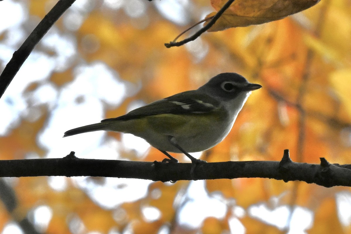 Blue-headed Vireo - ML644120582