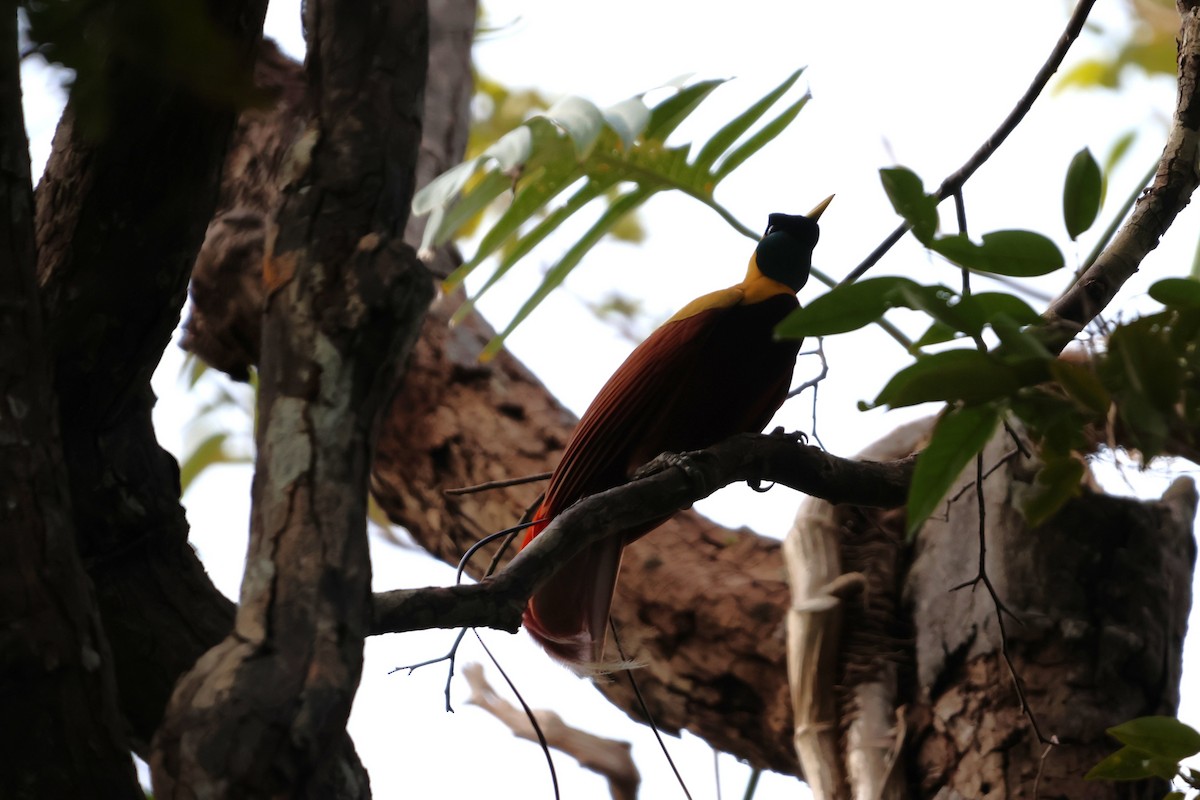 Red Bird-of-Paradise - ML644120584