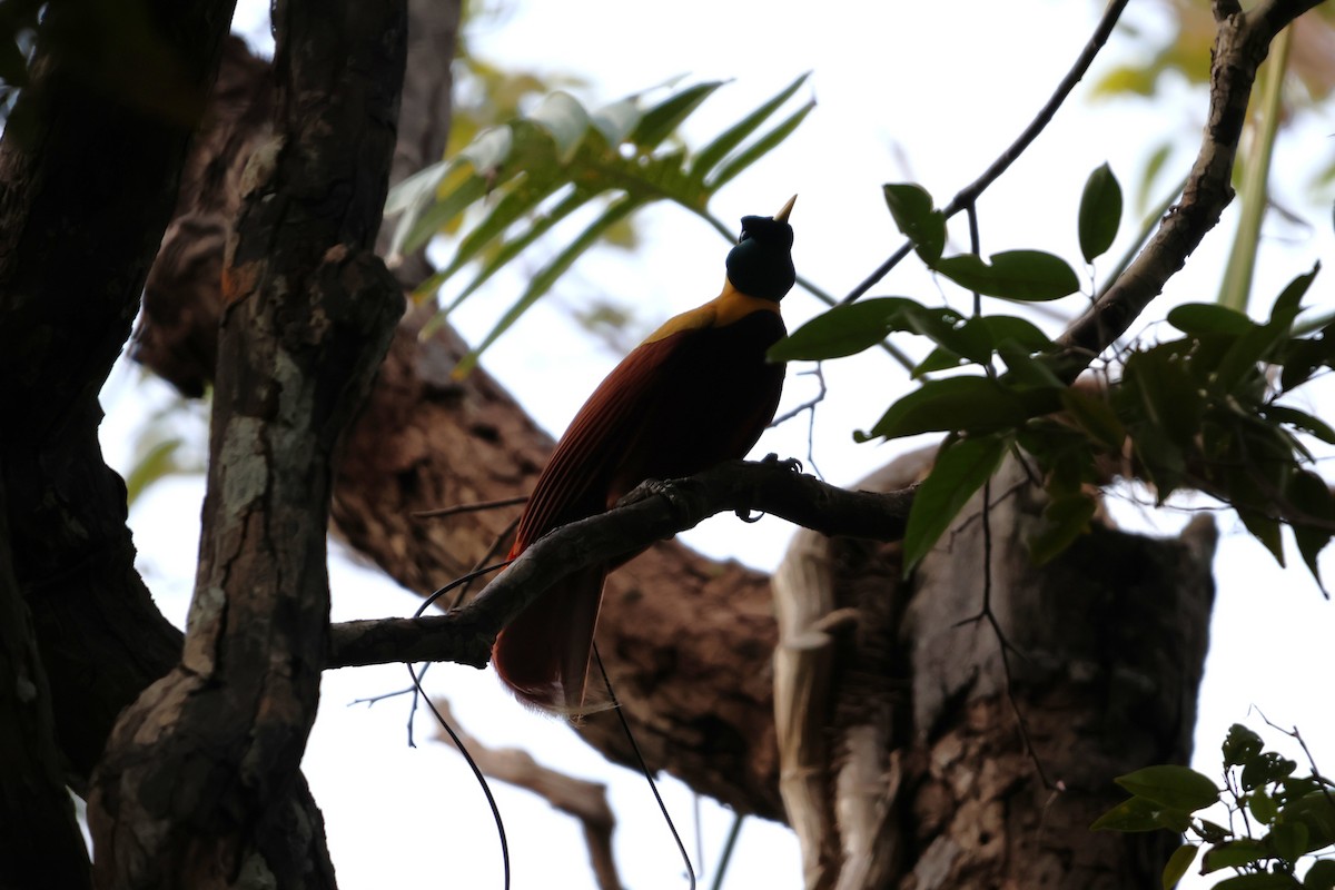Red Bird-of-Paradise - ML644120585