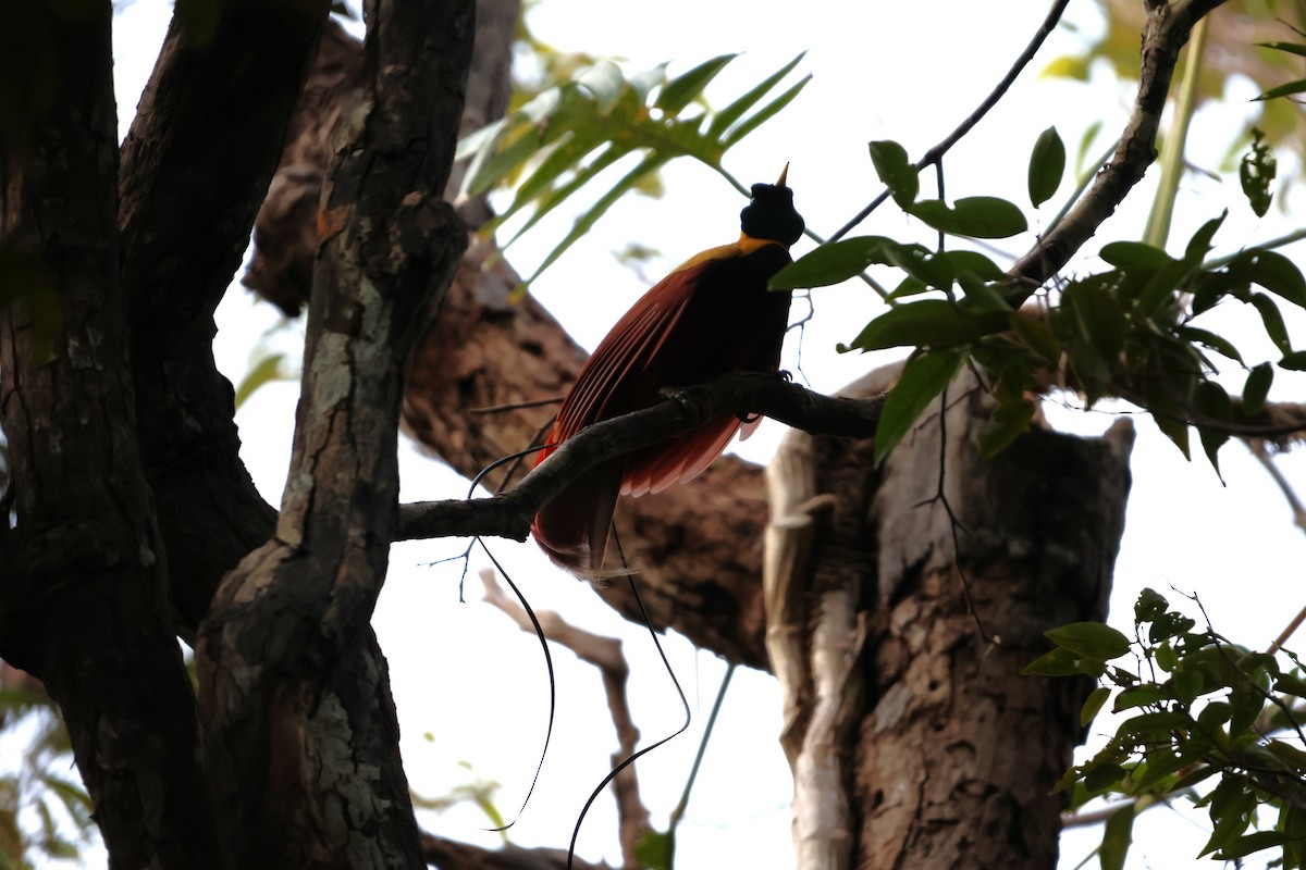 Red Bird-of-Paradise - ML644120586