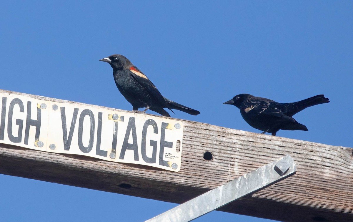 Tricolored Blackbird - ML644120597