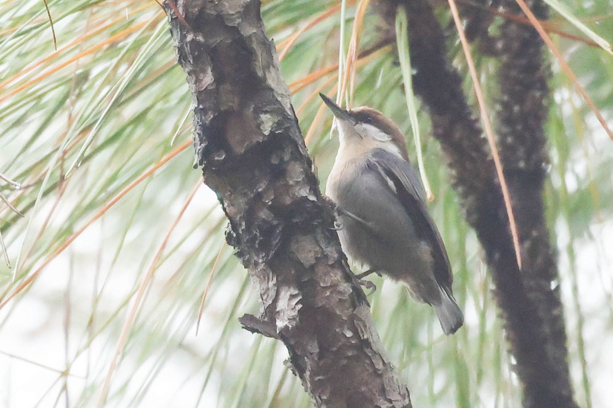 Brown-headed Nuthatch - ML644120601