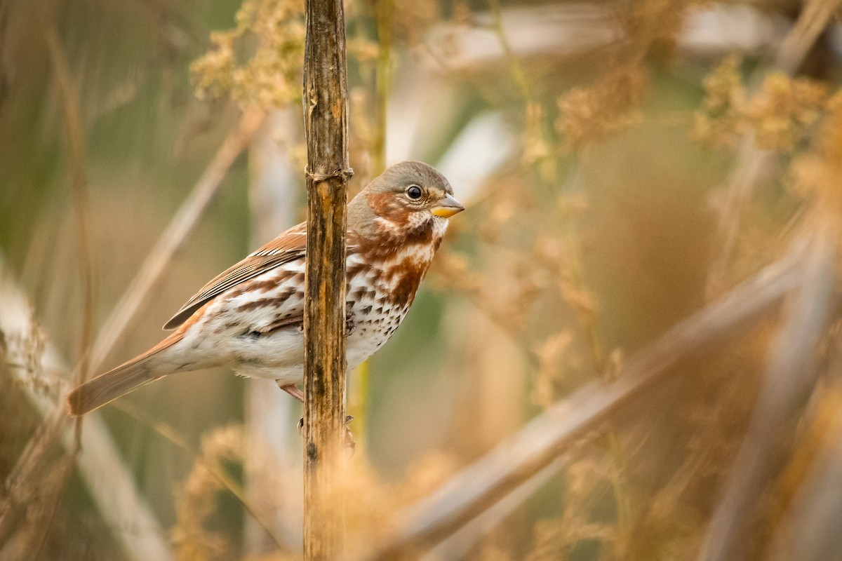 Fox Sparrow - ML644120613