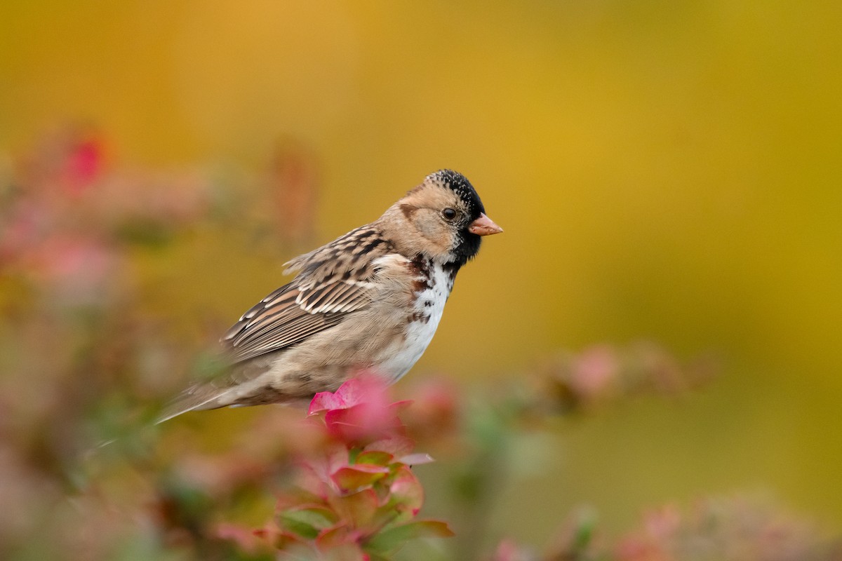 Harris's Sparrow - ML644120621