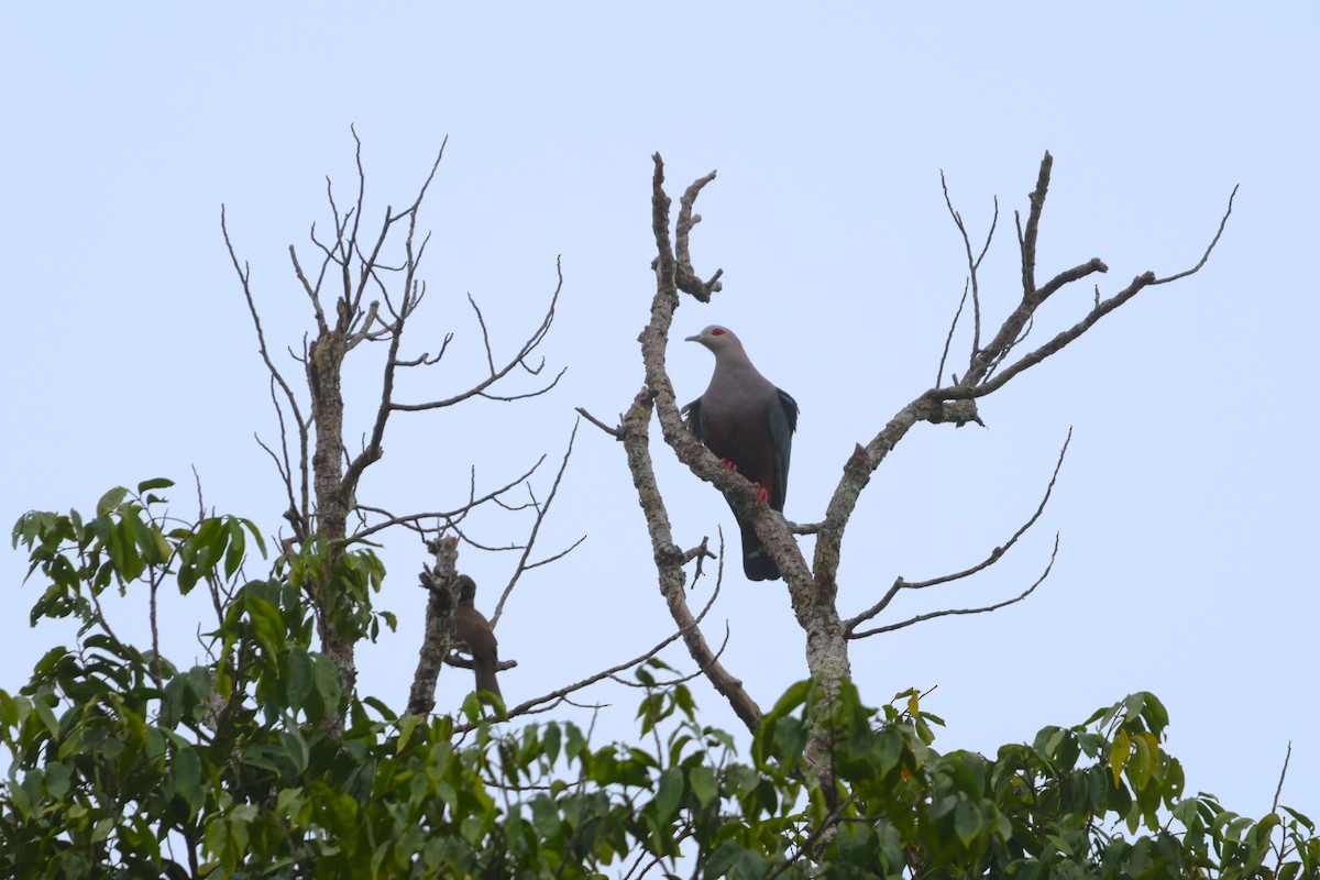 Pinon's Imperial-Pigeon - ML644120623