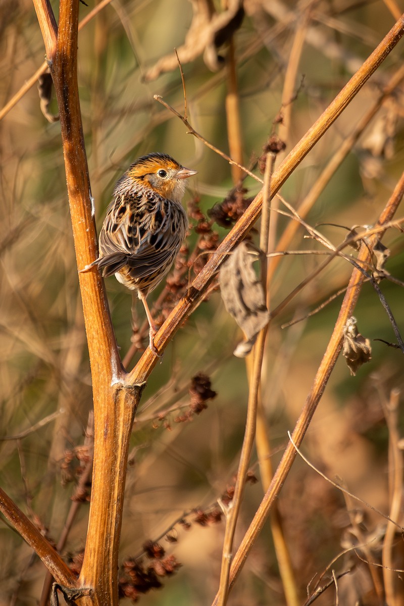 LeConte's Sparrow - ML644120625