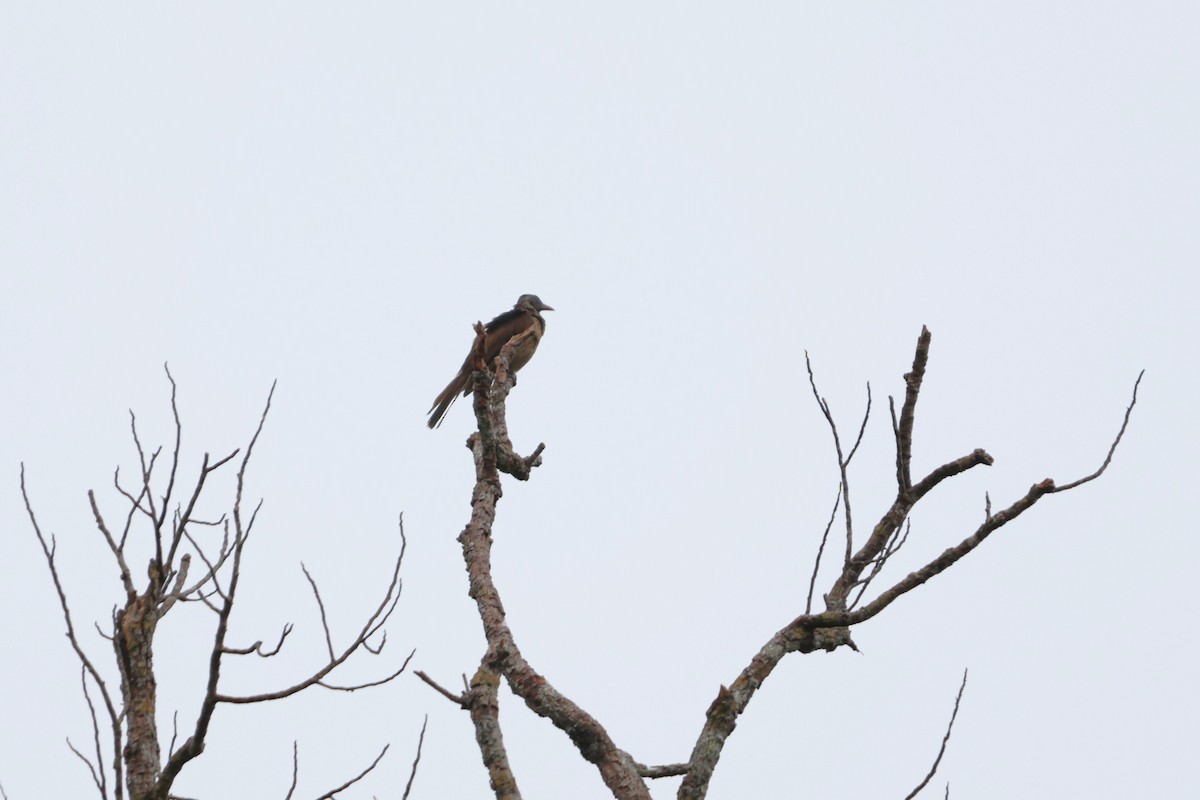 Brown Oriole - ML644120632