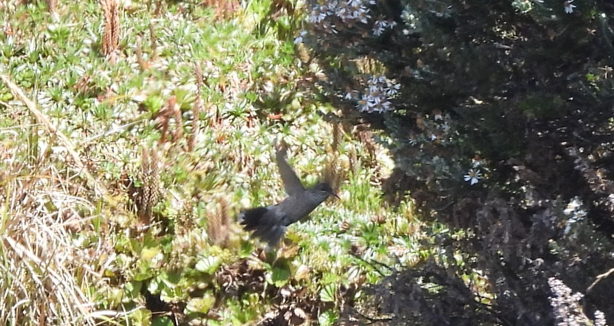 Ecuadorian Hillstar - ML644120635