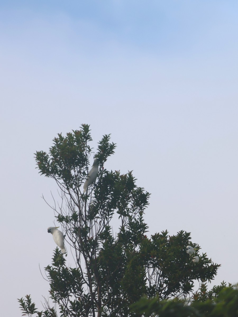 Sulphur-crested Cockatoo - ML644120636