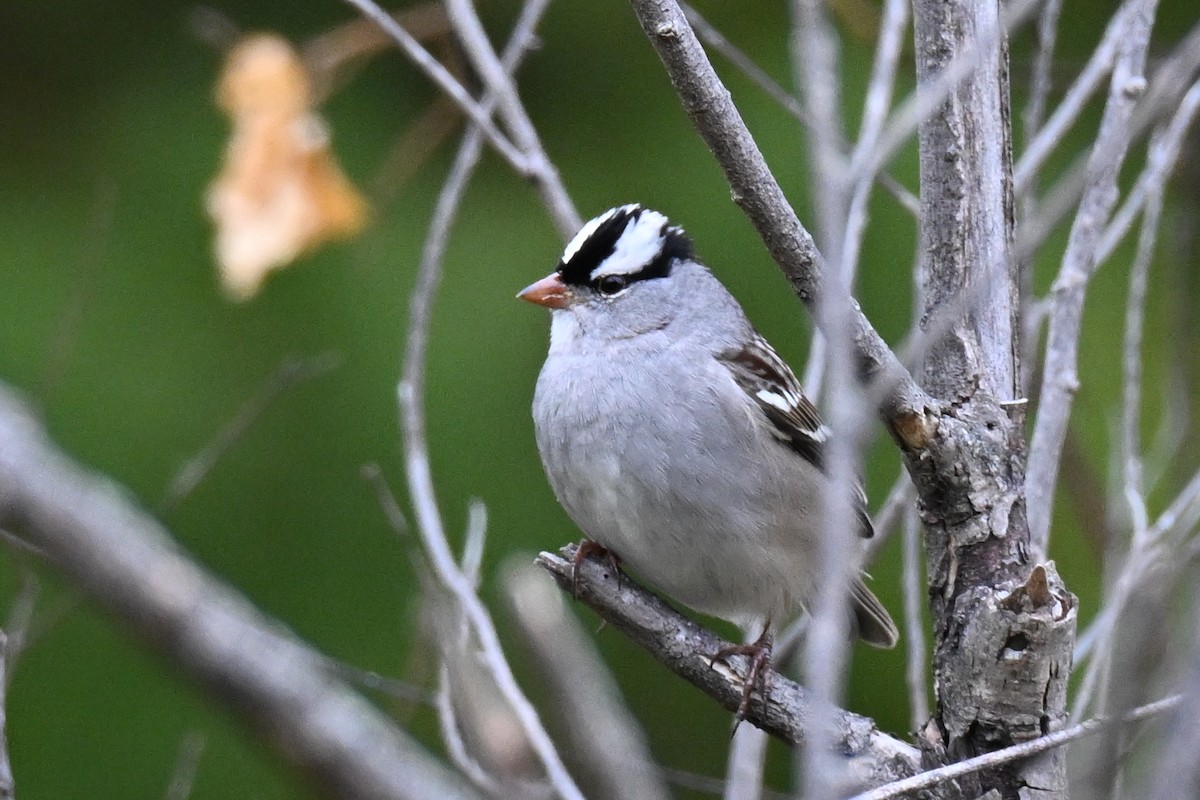 White-crowned Sparrow - ML644120638