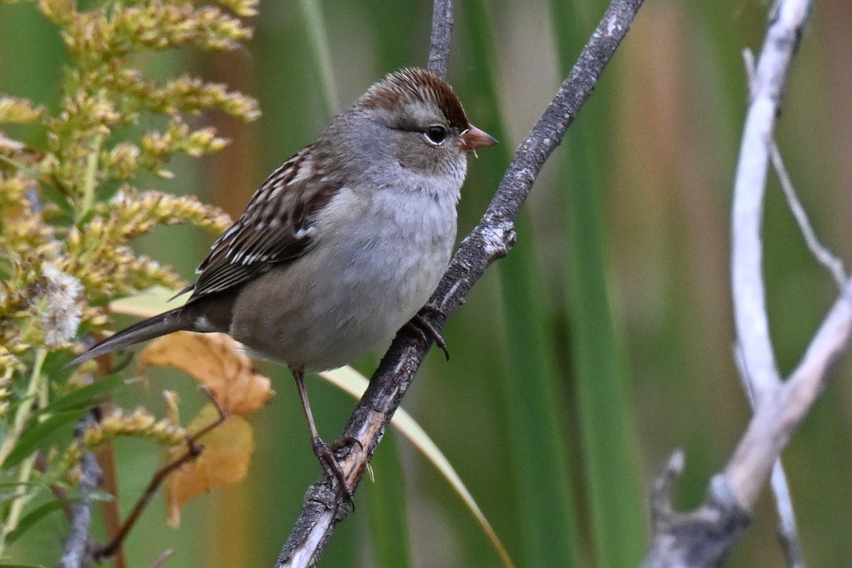 White-crowned Sparrow - ML644120639