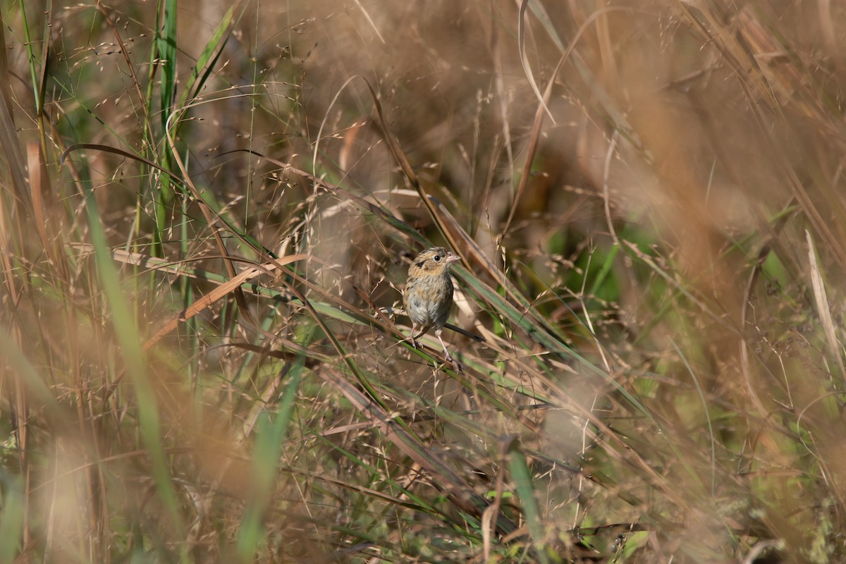 LeConte's Sparrow - ML644120644
