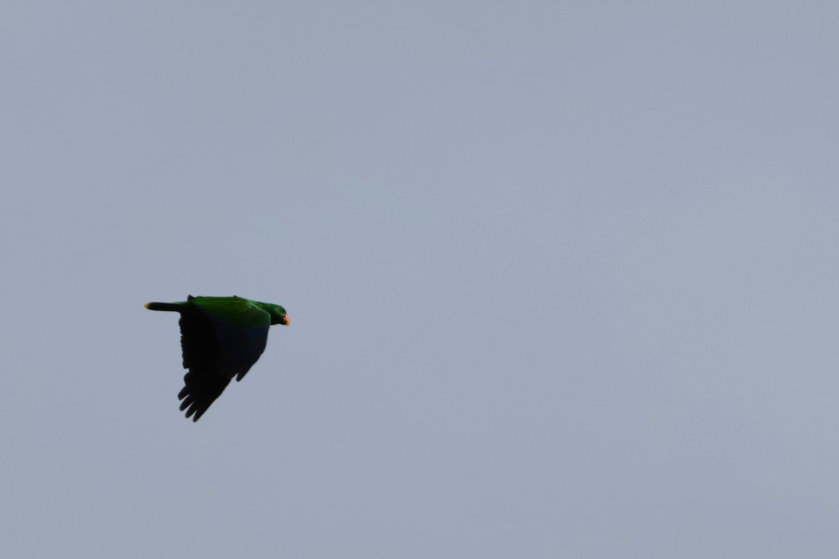 Papuan Eclectus - ML644120648