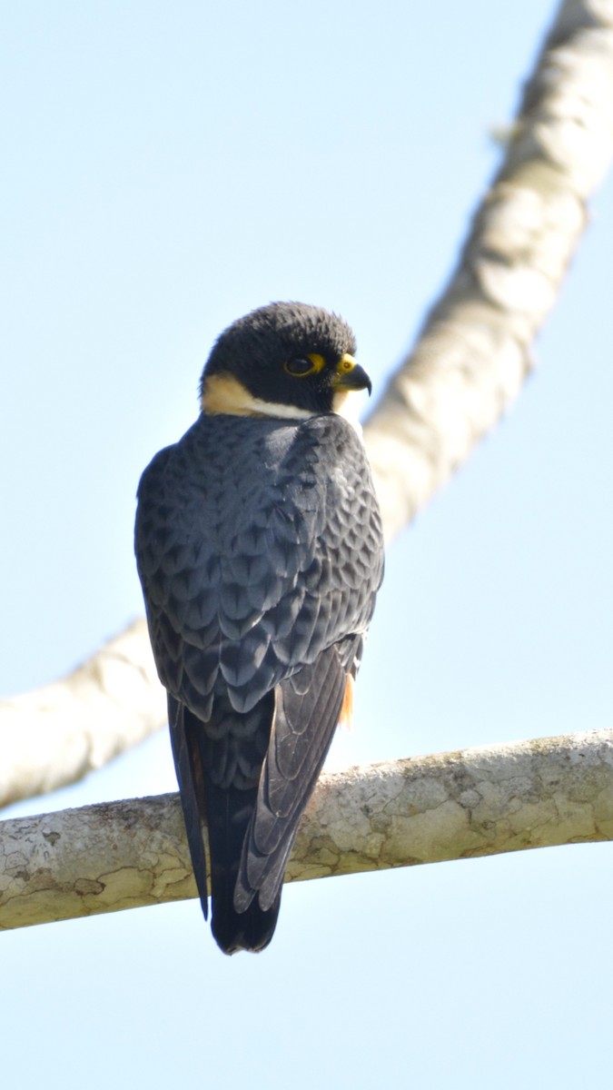 Bat Falcon - ML644120649