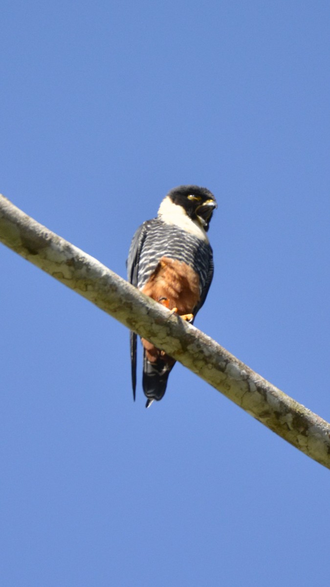 Bat Falcon - ML644120650